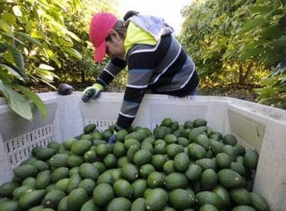 Aguacate alcanza casi los 80 pesos por kilo: Profeco