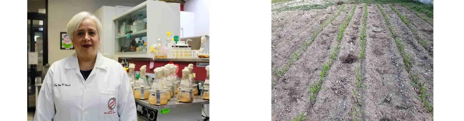 Desarrolla bioinsecticida para cultivos de interés económico