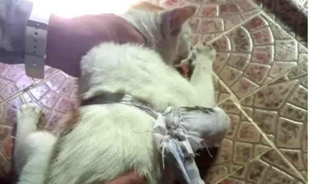 Atrapan a ‘narcogato’ en cárcel de Panamá