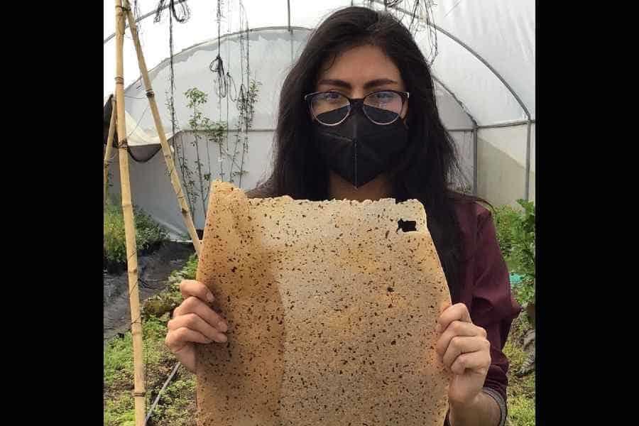 Cultivan sin tierra y ganan Impact Summit 2021