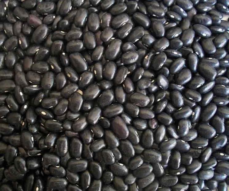 Economía anuncia cupo de importación de frijol negro
