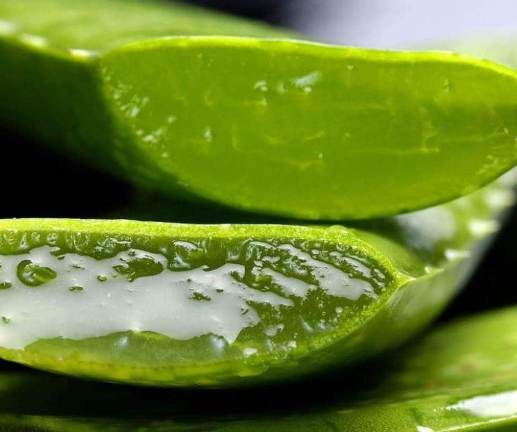 Conoce por qué debes tomar agua de nopal y sábila