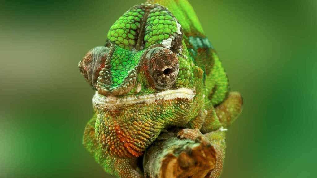 SUSE se prepara para debutar en Bolsa con una valoración de