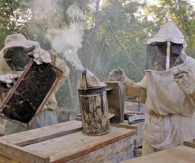 A través de las abejas, alertan sobre deterioro ambiental