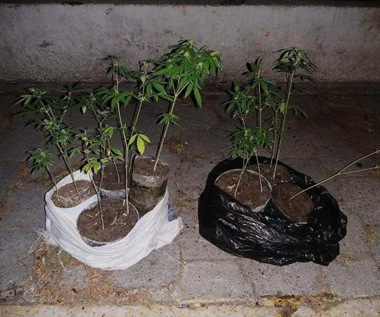 Cae con plantas de mariguana