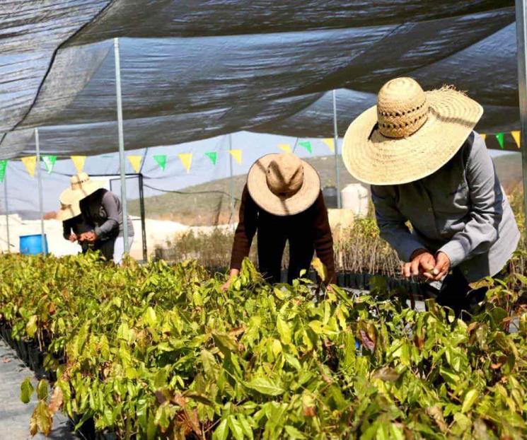 Destinamos mil 300 mdd para la reforestación