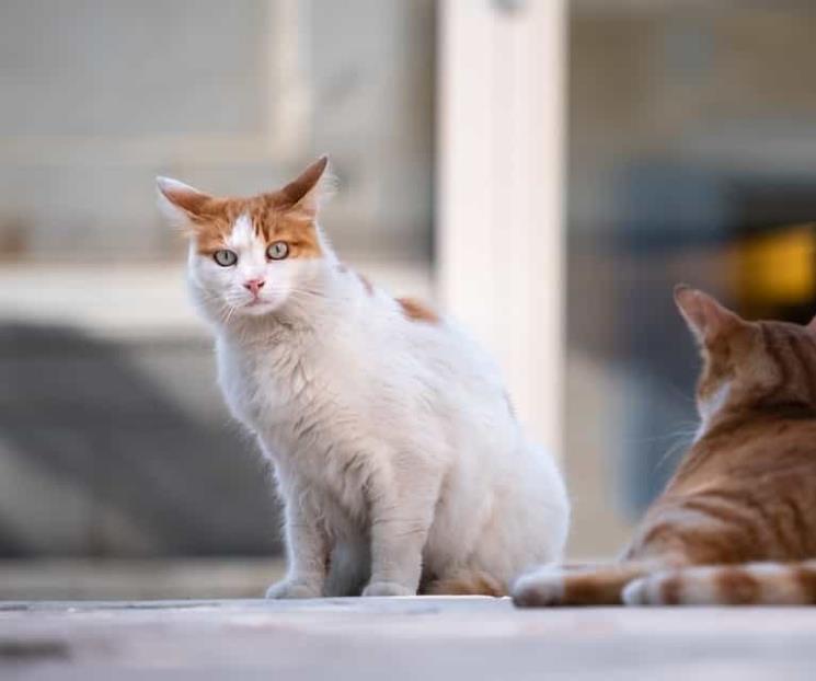 Cinco cosas que los gatos odian de las personas