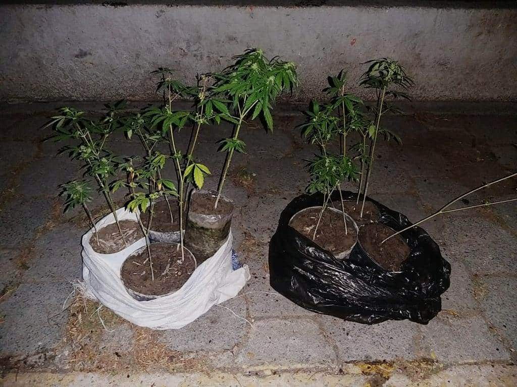 Llevaba siete plantas de marihuana dentro de un costal y una bolsa negra