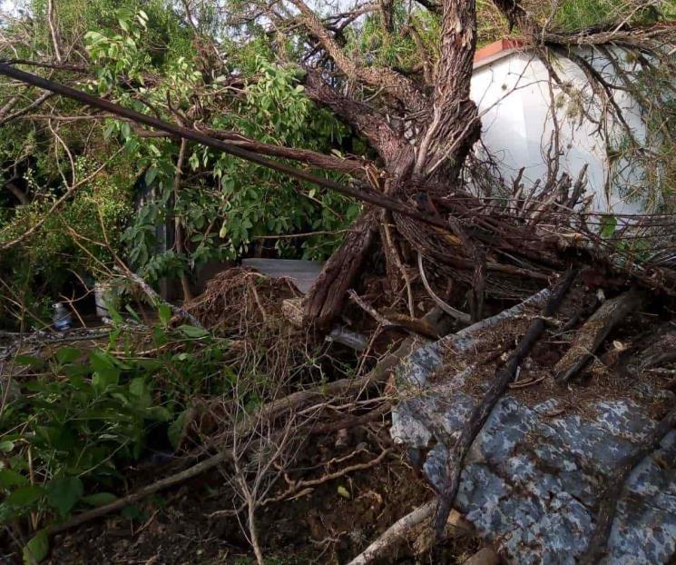 Cae árbol sobre letrina; rescatan a hombre