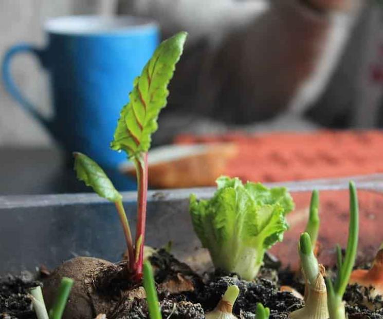 Conoce qué hierbas y hortalizas puedes cultivar en casa