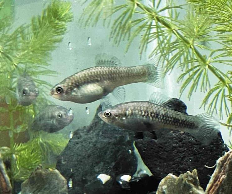 Conservan al Platy Monterrey, una especie extinta