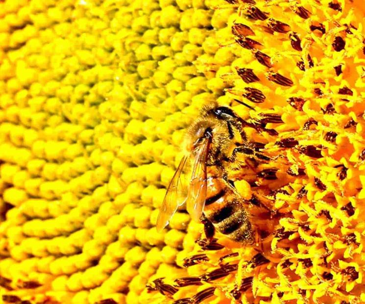 Abejas nativas juegan papel esencial en la naturaleza