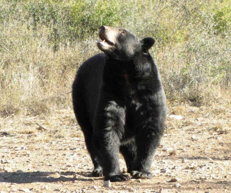 Preocupan las especies endémicas Preocupan las especies endémicas