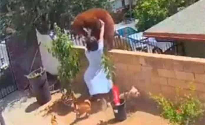 Una joven se enfrenta a oso para defender a sus perros Una joven se enfrenta a oso para defender a sus perros