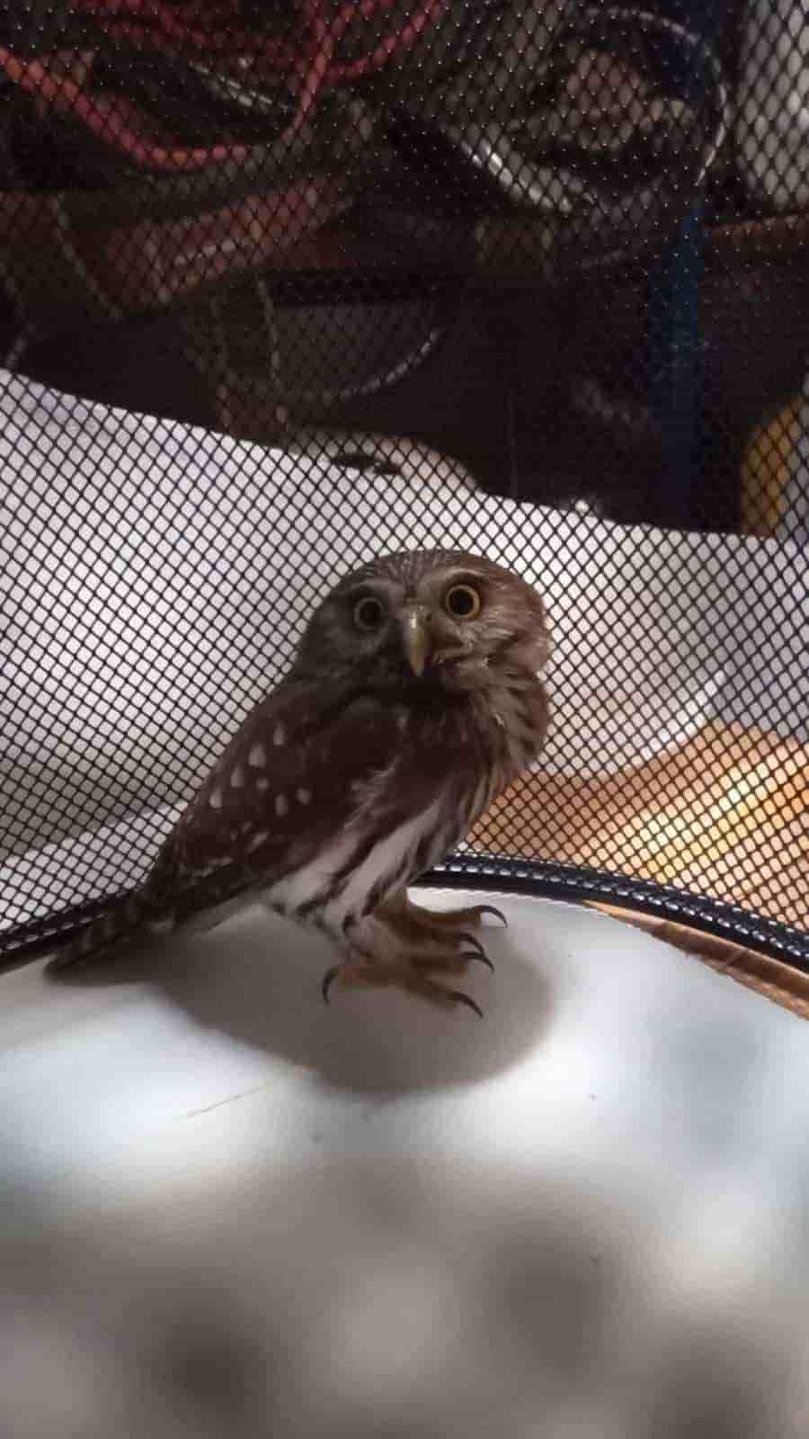 Rescataron un ejemplar de Búho Enano, que termino en un edificio de oficinas.