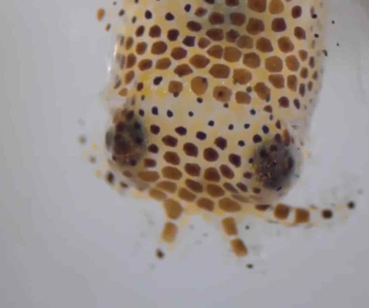 NASA y SpaceX envían calamares al espacio NASA y SpaceX envían calamares al espacio