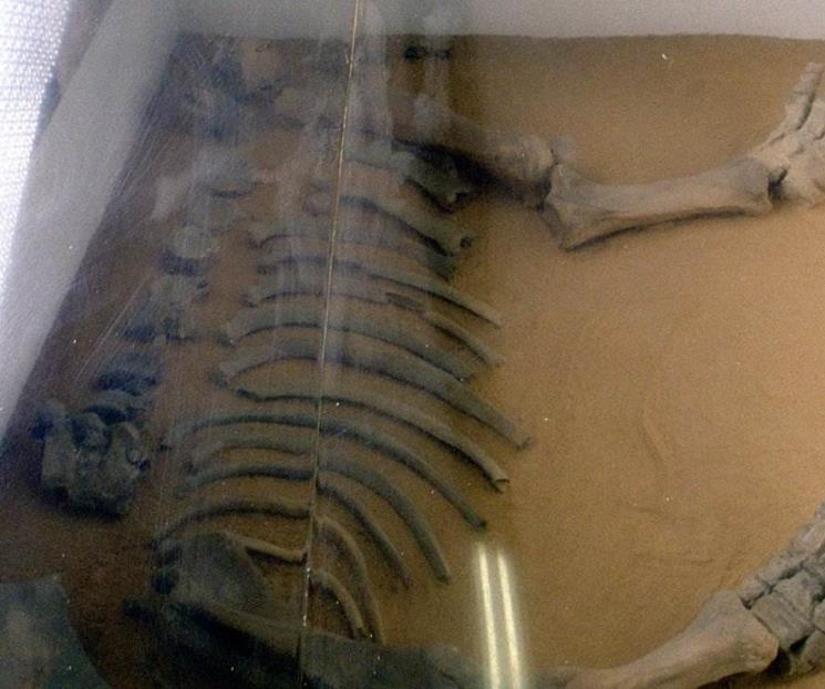 La historia detrás del mamut del Metro Talismán en la CDMX La historia detrás del mamut del Metro Talismán en la CDMX