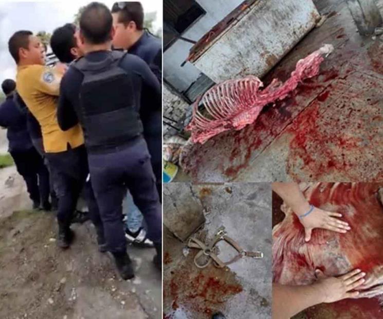 Detectan rastro clandestino; vendían carne de caballo Detectan rastro clandestino; vendían carne de caballo