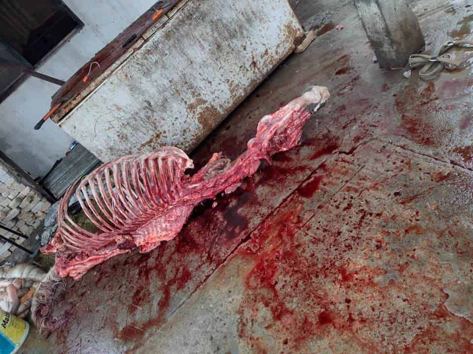 Detuvieron a un hombre que robaba caballos y los sacrificaba para venderlos los taqueros de la zona metropolitana.