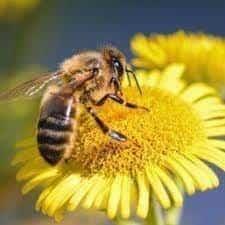 Buscan cuidar a las abejas Buscan cuidar a las abejas