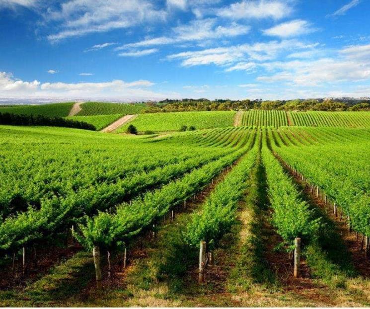 Cuenta México con 70 laboratorios para plagas agrícolas Cuenta México con 70 laboratorios para plagas agrícolas