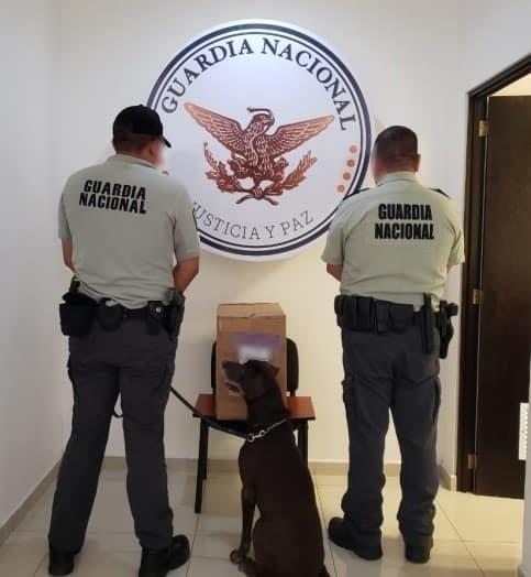 Da a conocer GN resultados de cateos en NL Da a conocer GN resultados de cateos en NL