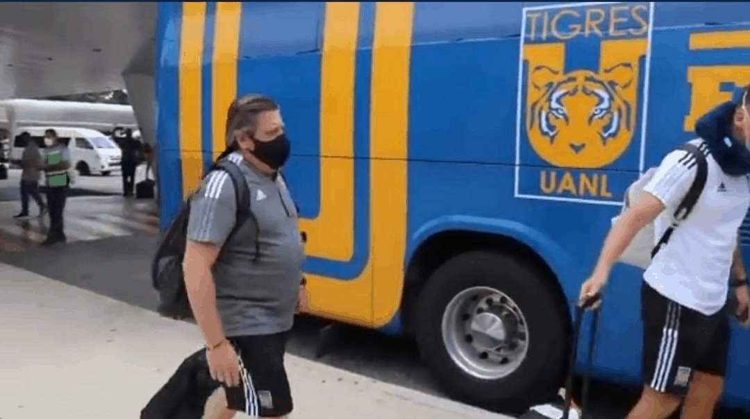 Llegan los felinos a la Riviera Maya Llegan los felinos a la Riviera Maya