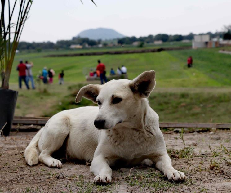 Ayúdenme a rescatar a mi perrito Ayúdenme a rescatar a mi perrito