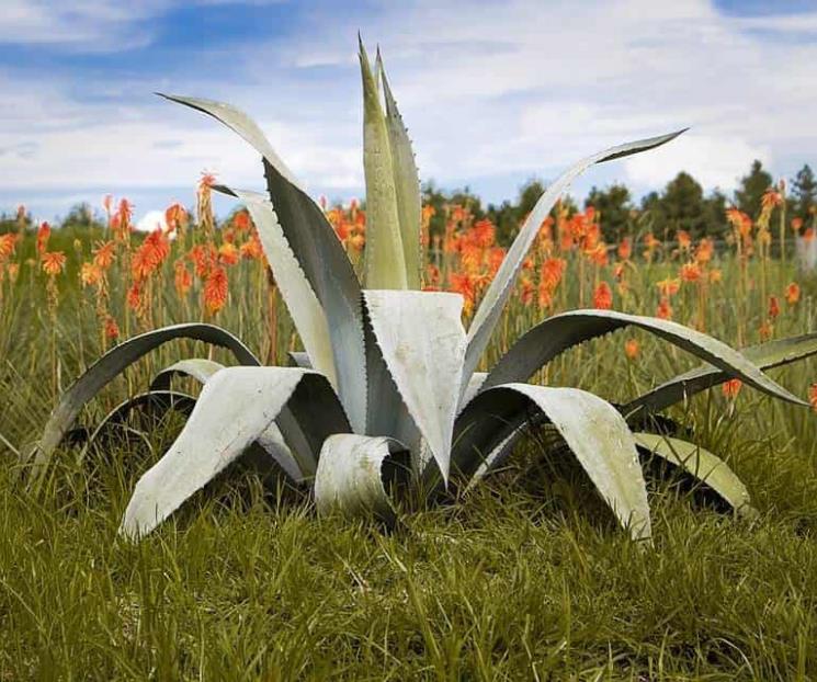 Auge del tequila estimula siembra de agave: GCMA Auge del tequila estimula siembra de agave: GCMA