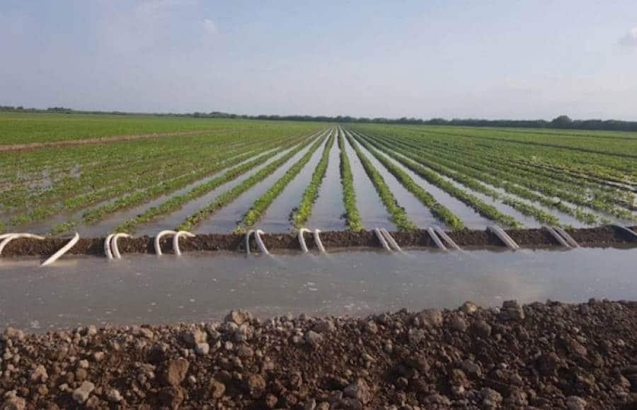 Tiene NL un laboratorio de control biológico Tiene NL un laboratorio de control biológico