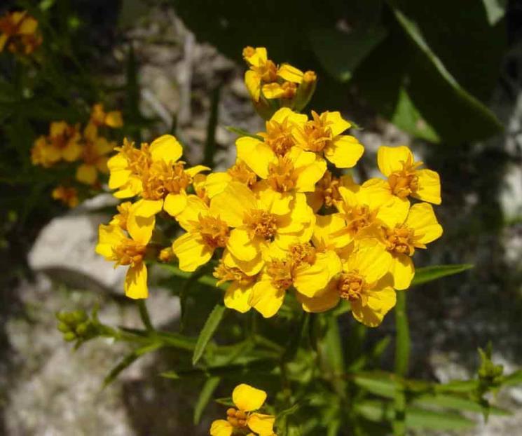 ¿Qué es el pericón y cuáles son sus beneficios? ¿Qué es el pericón y cuáles son sus beneficios?