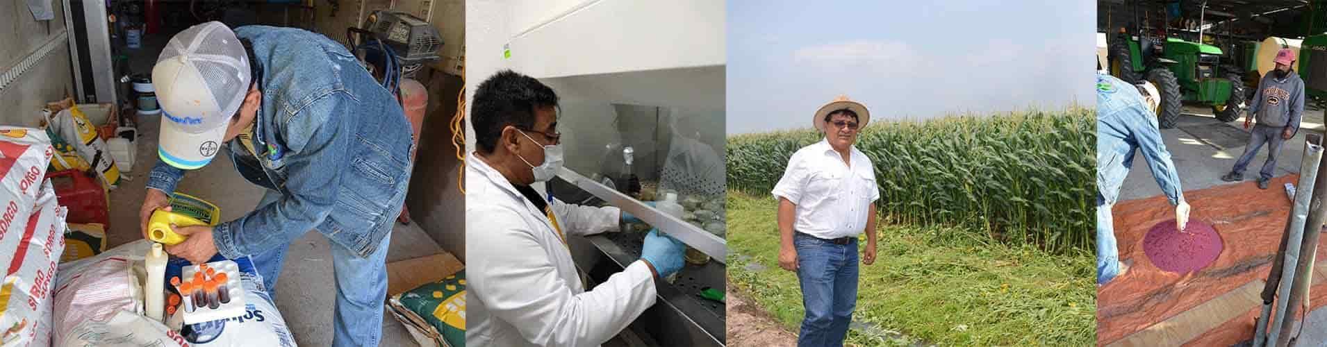 Desarrolla IPN bioestimulante para mejorar cultivos Desarrolla IPN bioestimulante para mejorar cultivos