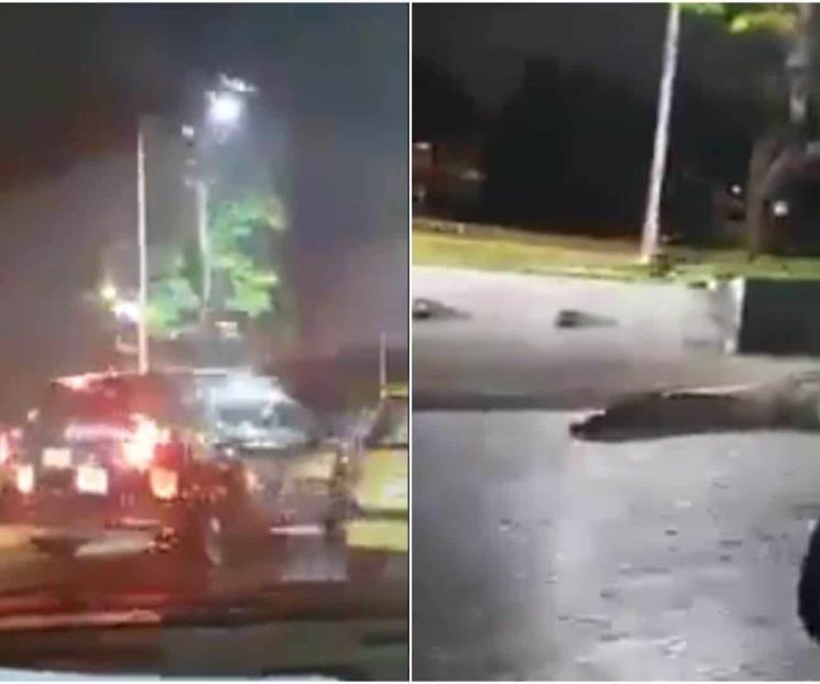 Captan a enorme cocodrilo paseando Captan a enorme cocodrilo paseando