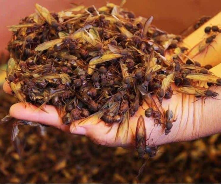 Cómo se comen las hormigas chicatanas Cómo se comen las hormigas chicatanas