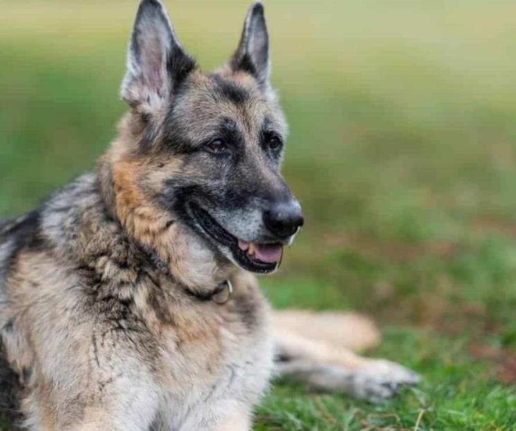 Reportan muerte de Champ, uno de los perros de los Biden Reportan muerte de Champ, uno de los perros de los Biden