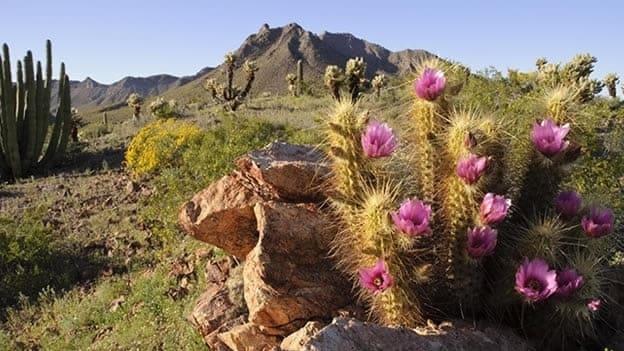 Unesco alerta sobre reservas El Pinacate y mariposa monarca Unesco alerta sobre reservas El Pinacate y mariposa monarca