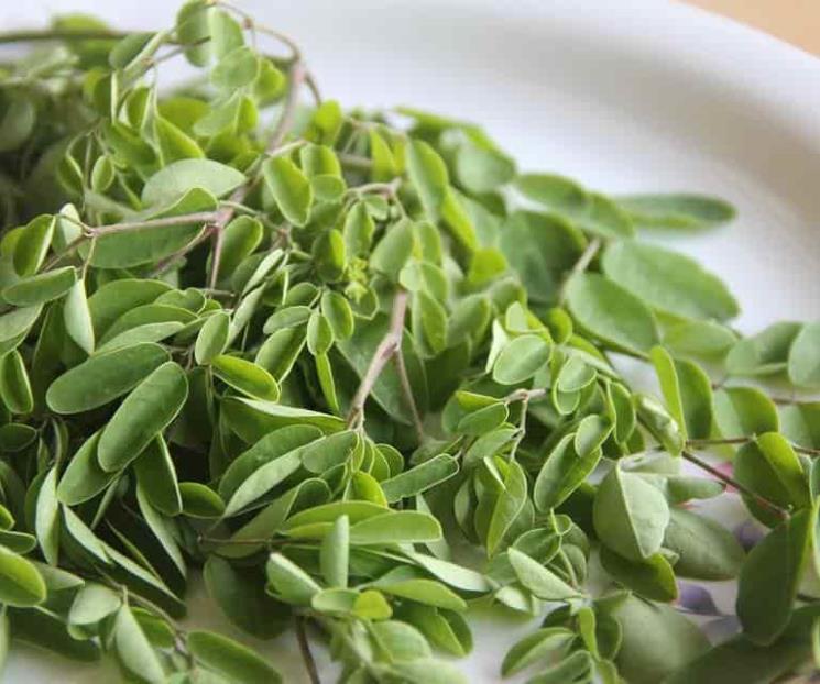 Conoce los beneficios de consumir moringa Conoce los beneficios de consumir moringa