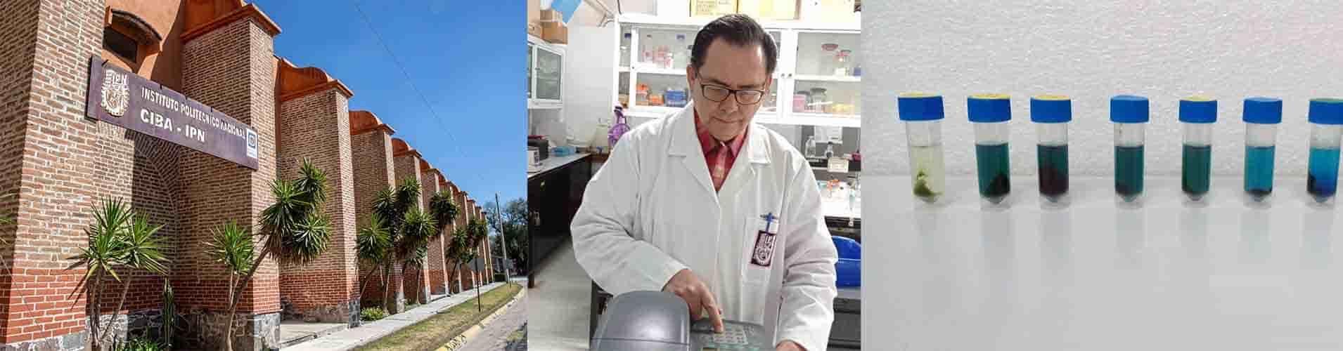 Estudia IPN proteínas de alga Spirulina Estudia IPN proteínas de alga Spirulina