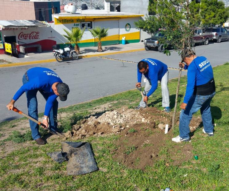 Mantienen en Santa tareas de reforestación Mantienen en Santa tareas de reforestación
