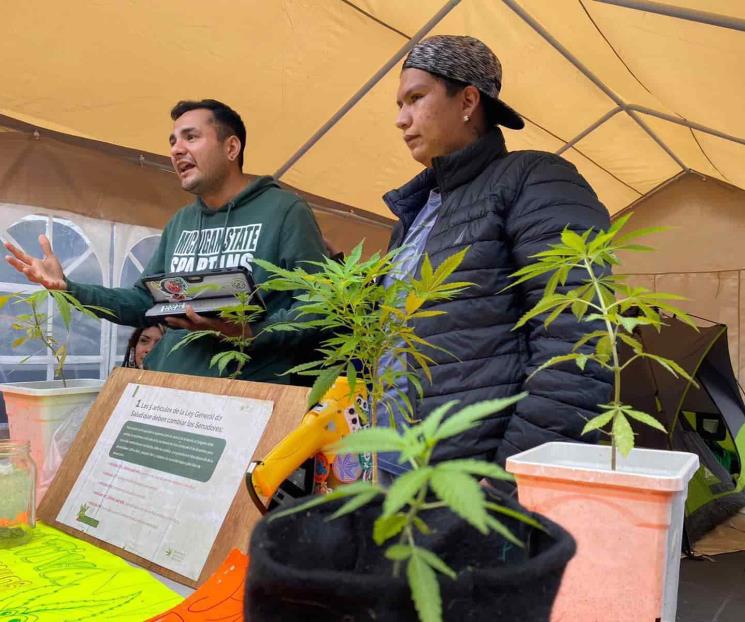 Anula Corte prohibición del uso lúdico de la mariguana Anula Corte prohibición del uso lúdico de la mariguana