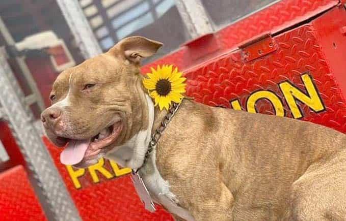 Desaparece Canelo, perro rescatista de bomberos de NL Desaparece Canelo, perro rescatista de bomberos de NL