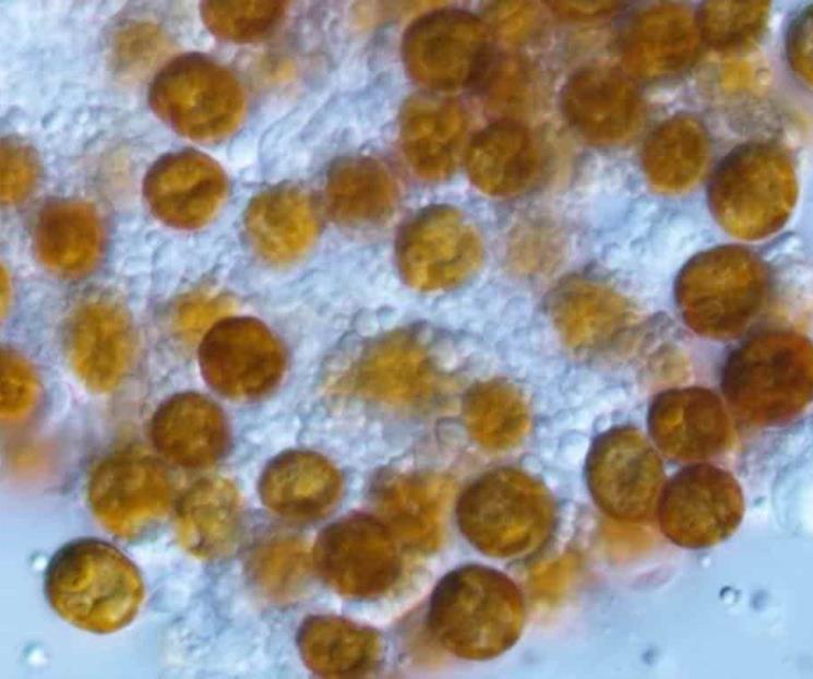 Género olvidado de algas es redescubierto Género olvidado de algas es redescubierto