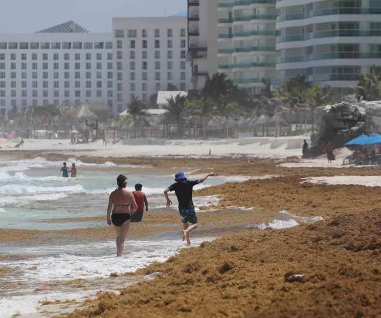 Turismo en QR enfrentaría máximo histórico de sargazo Turismo en QR enfrentaría máximo histórico de sargazo