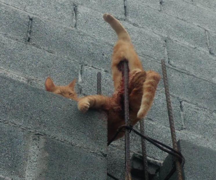 Rescata PC a gato herido en Col. Fomerrey 105 Rescata PC a gato herido en Col. Fomerrey 105