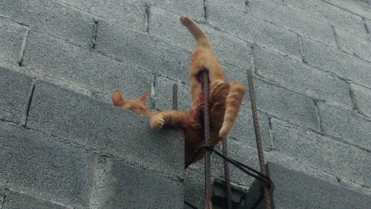 Un gato que se encajó una varilla y ya no pudo moverse, fue rescatado ayer por elementos de Protección Civil