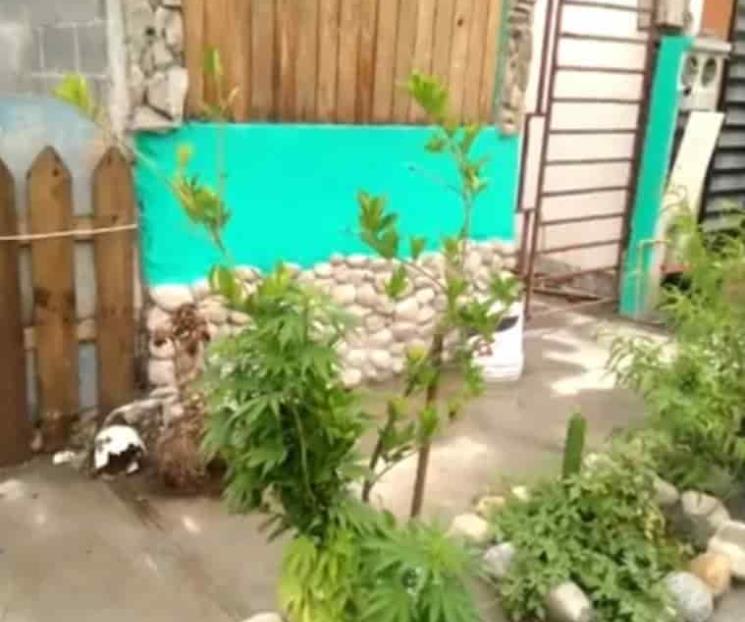 Descubren jardín de mariguana Descubren jardín de mariguana