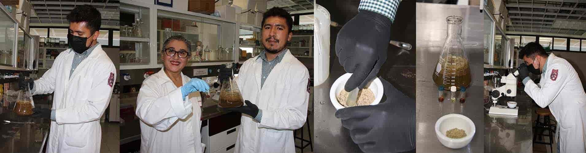 Estudia compuestos del gordolobo que reducen el hígado graso Estudia compuestos del gordolobo que reducen el hígado graso