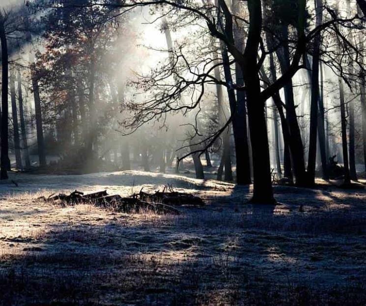 Cinvestav usa hongos para combatir la deforestación Cinvestav usa hongos para combatir la deforestación