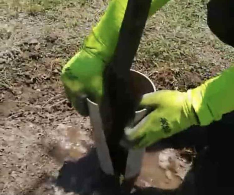 Alertan sobre uso de desbrozadoras en árboles Alertan sobre uso de desbrozadoras en árboles