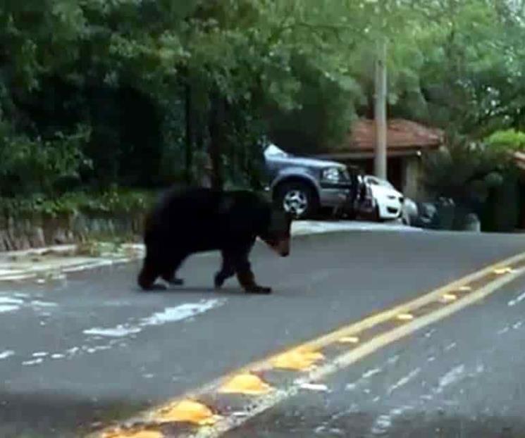 Presencia de osos es por fragmentación de ecosistemas Presencia de osos es por fragmentación de ecosistemas